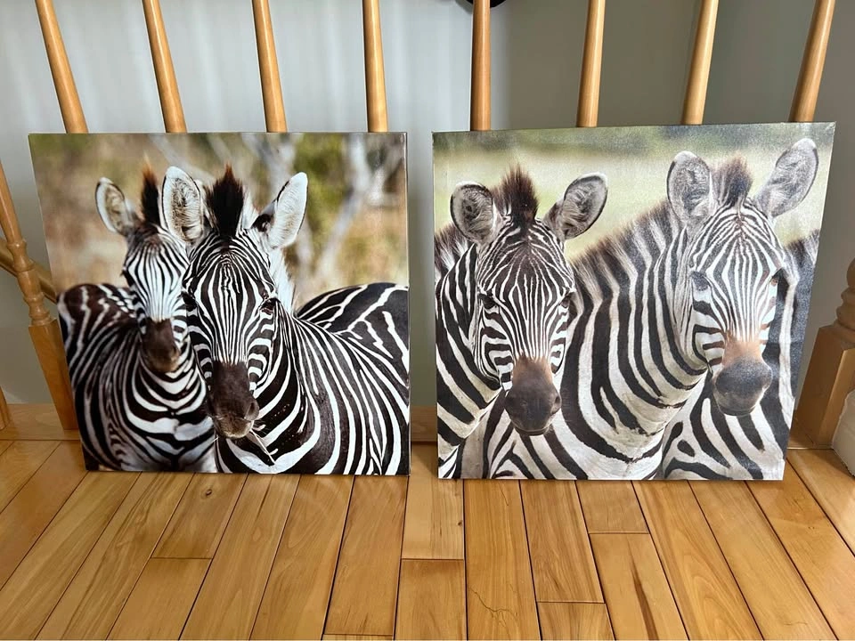 20"x20" Zebra Frames