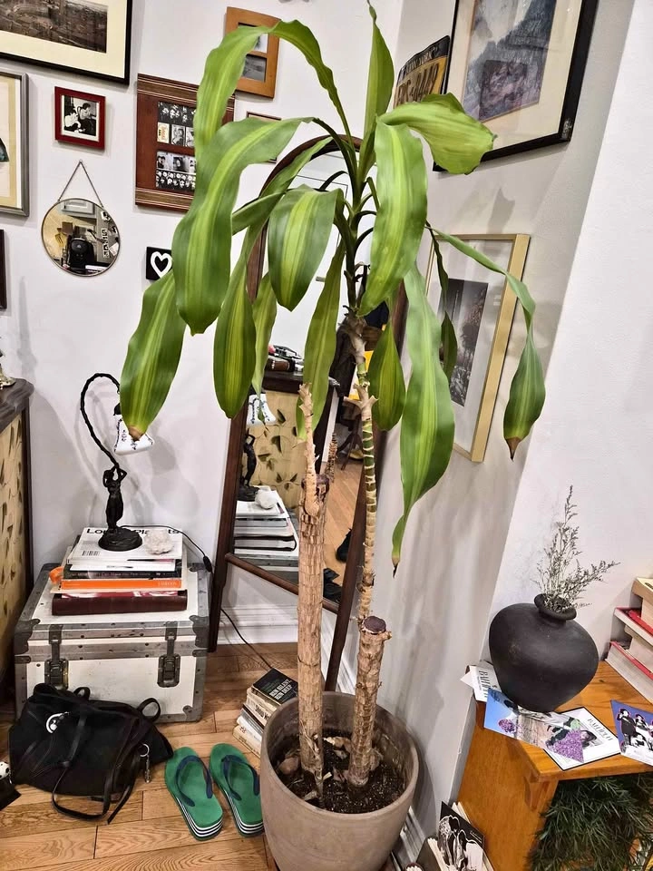 Corn Plant NEED GONE ASAP!