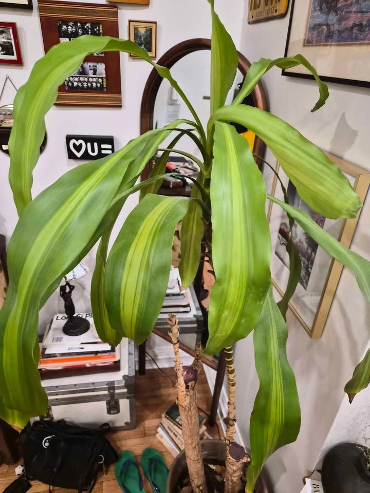 Corn Plant NEED GONE ASAP! - photo 2