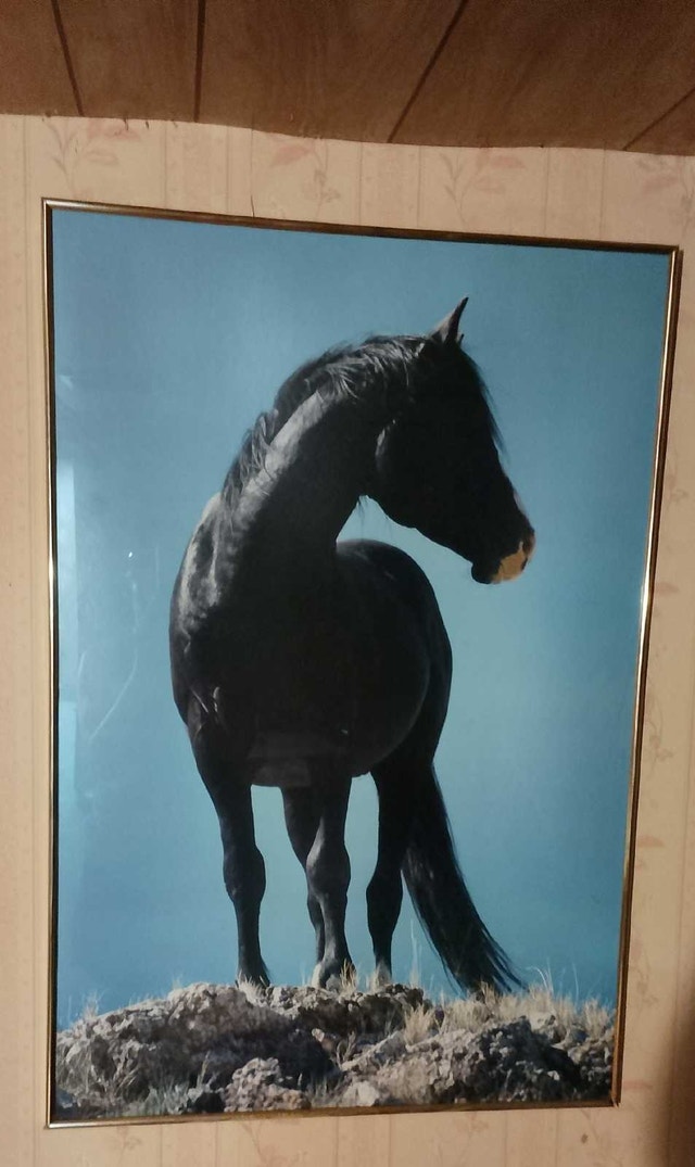 Framed Black Horse Wall Art