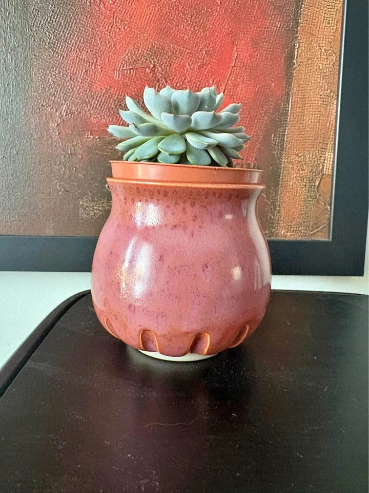 Succulent plant in new handmade pottery