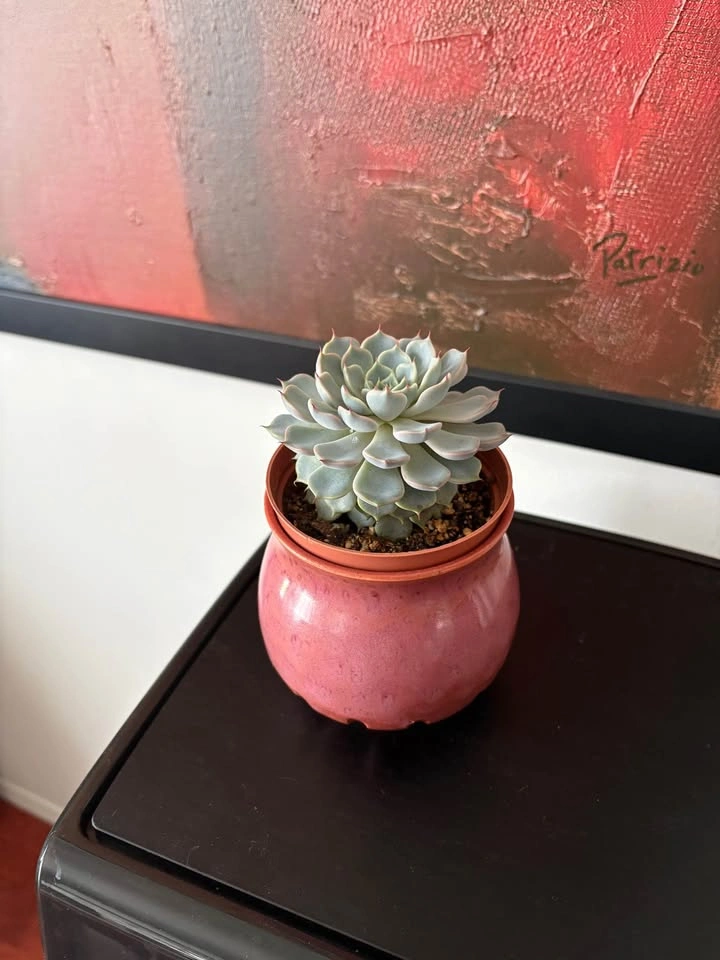 Succulent plant in new handmade pottery - photo 2