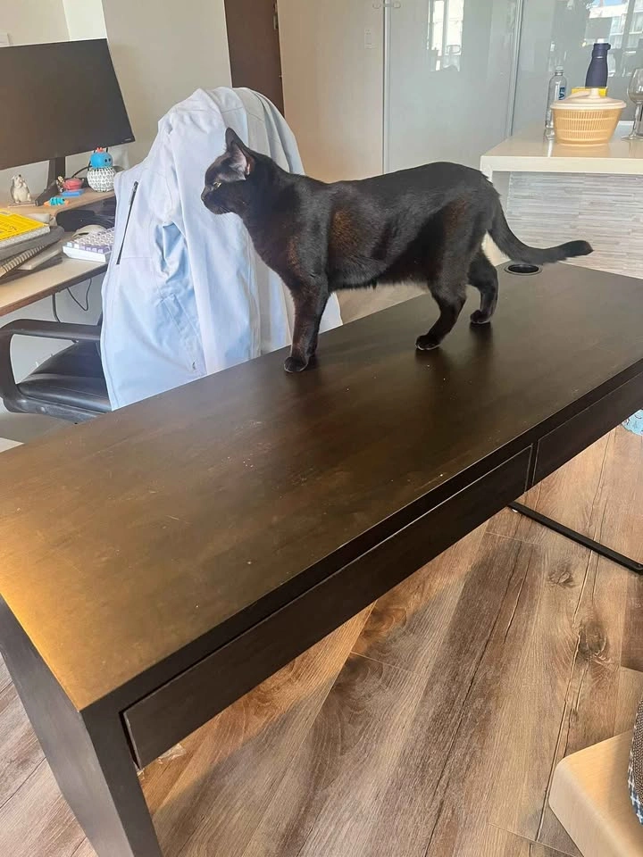 Ikea Micke Desk (Black-Brown) - photo 4
