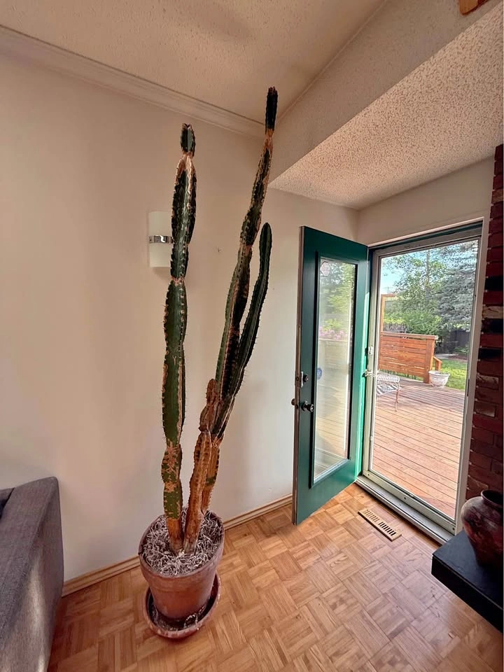 Huge 7.5ft+ Cowboy Cactus (Euphorbia) - Statement Plant