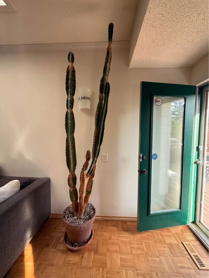 Huge 7.5ft+ Cowboy Cactus (Euphorbia) - Statement Plant - photo 2