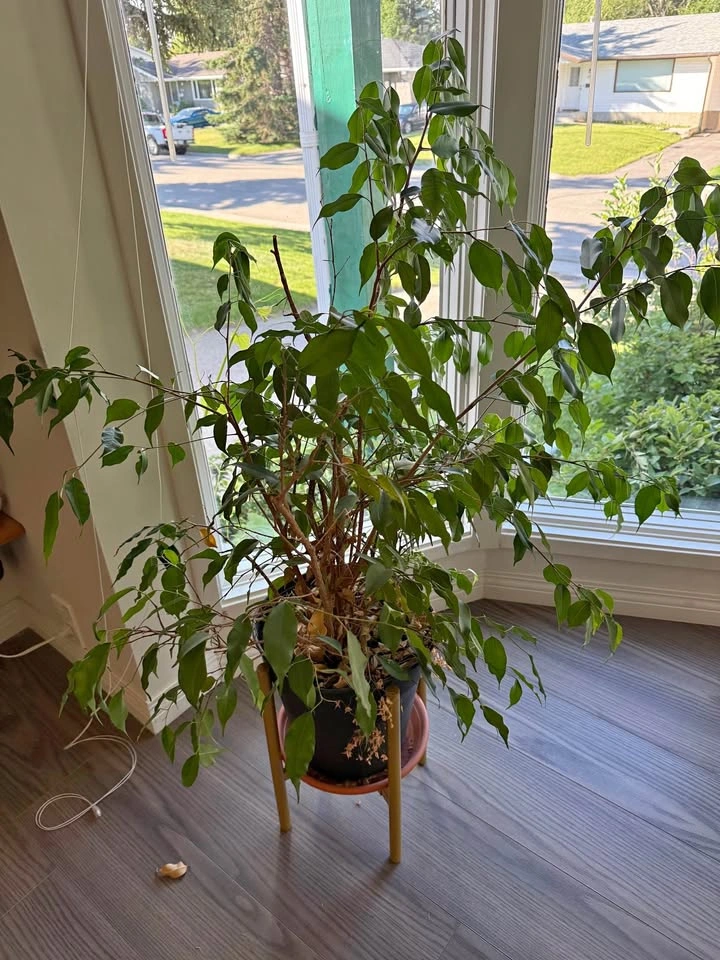 Weeping Fig Plant