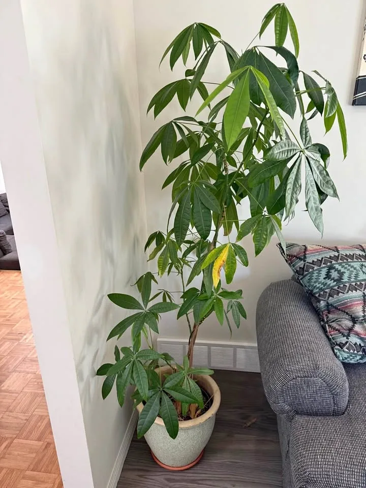 Money tree