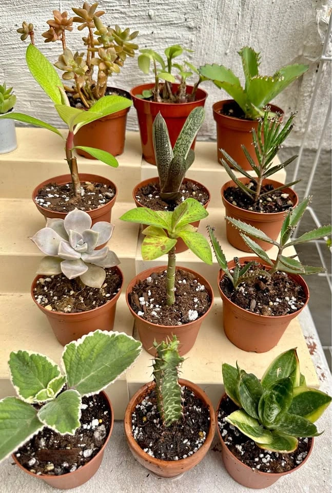 💚✨Beautiful Live Succulents!🌝🌿