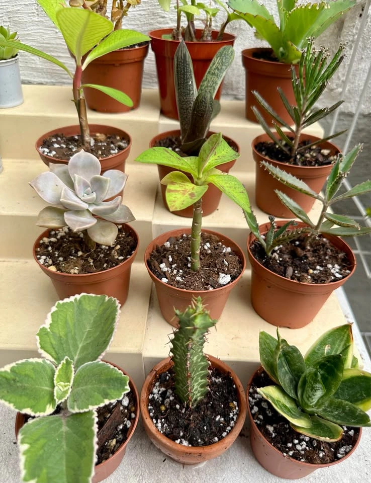 💚✨Beautiful Live Succulents!🌝🌿 - photo 2