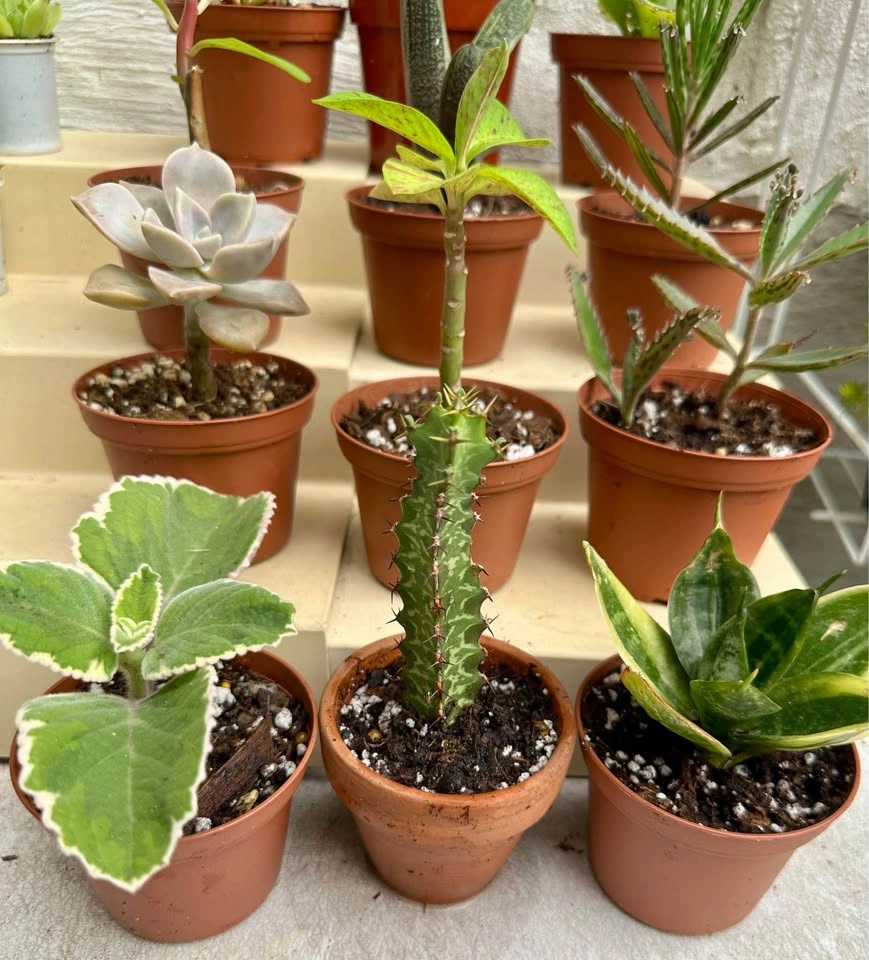 💚✨Beautiful Live Succulents!🌝🌿 - photo 3