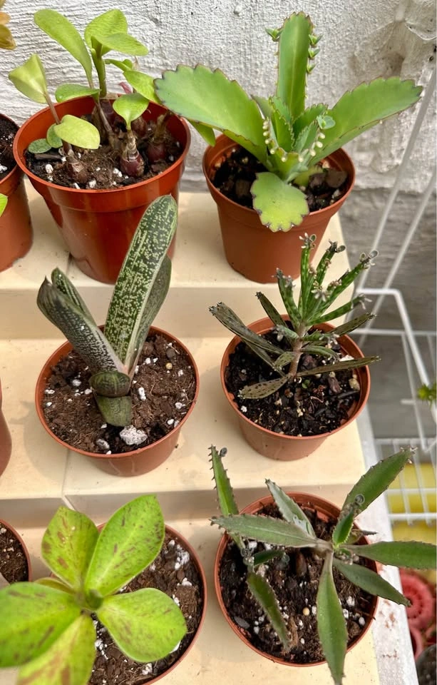 💚✨Beautiful Live Succulents!🌝🌿 - photo 4