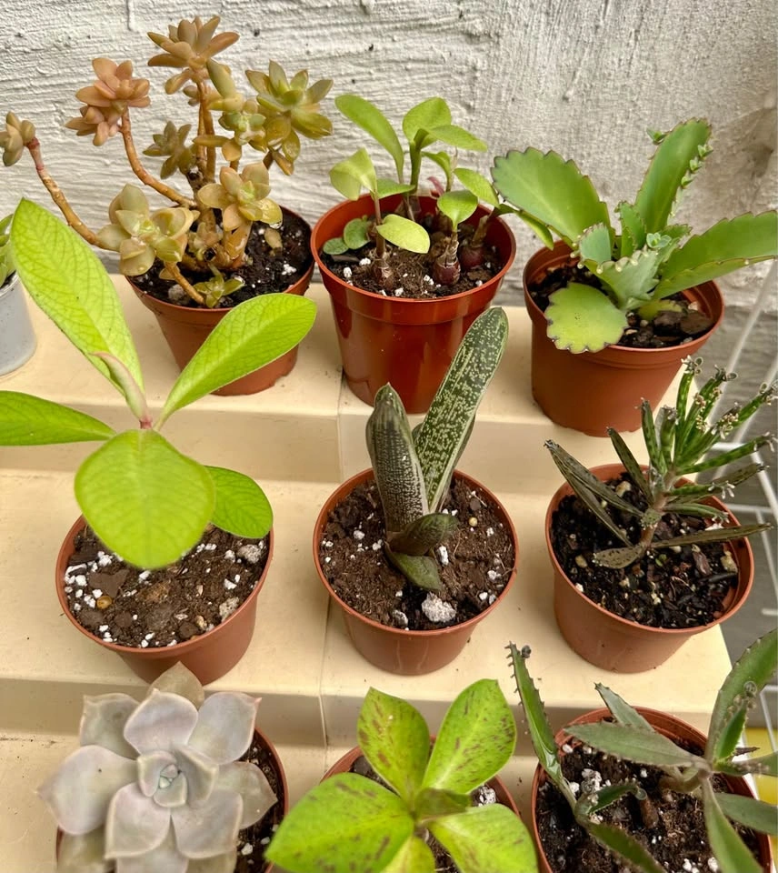 💚✨Beautiful Live Succulents!🌝🌿 - photo 5