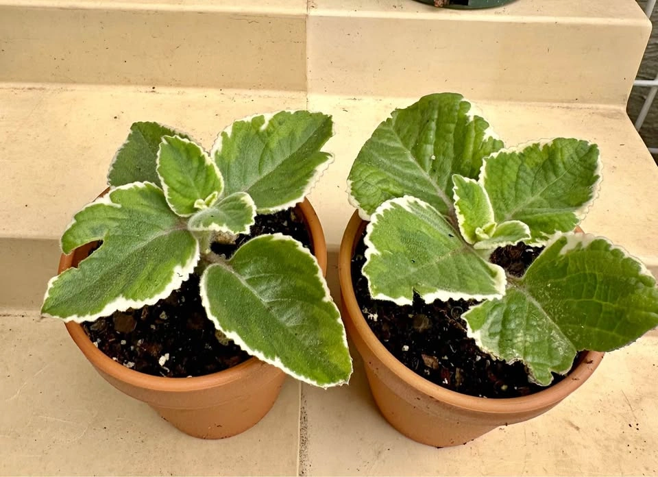 🌿 Variegated Cuban Oregano Plants -Spanish Thyme – 3" Pots