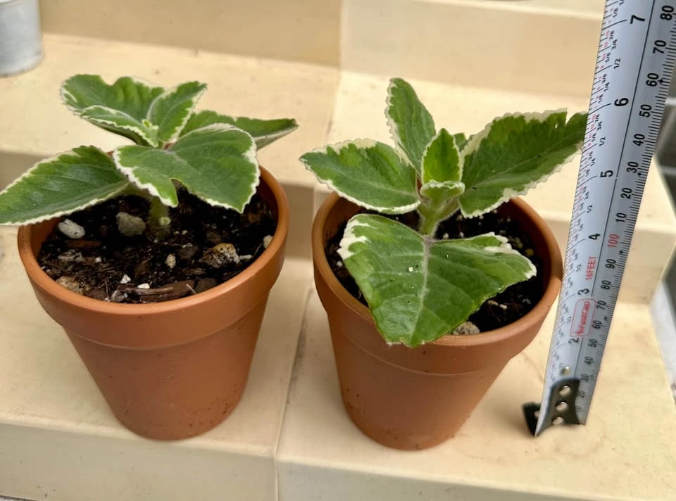🌿 Variegated Cuban Oregano Plants -Spanish Thyme – 3" Pots - photo 2