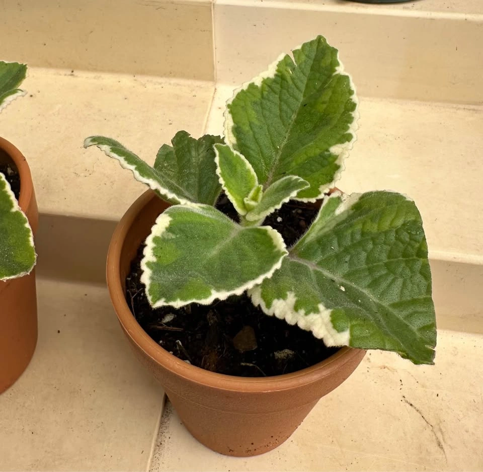 🌿 Variegated Cuban Oregano Plants -Spanish Thyme – 3" Pots - photo 3