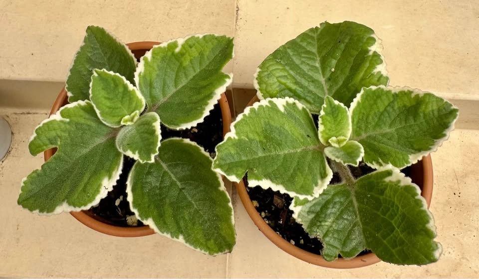 🌿 Variegated Cuban Oregano Plants -Spanish Thyme – 3" Pots - photo 4