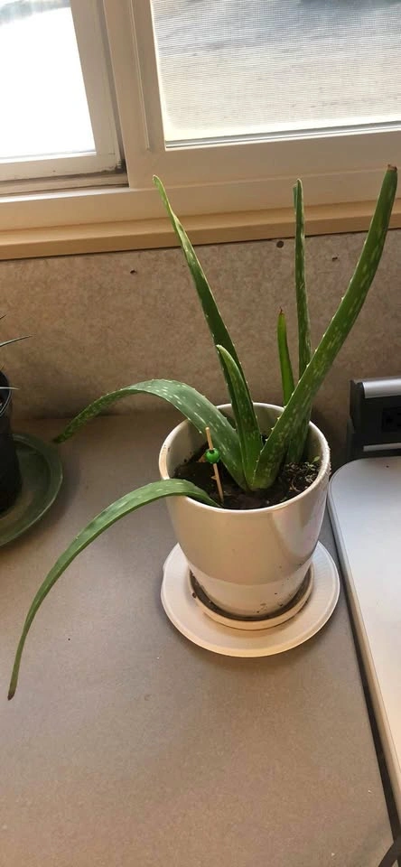 Aloe Vera Plant