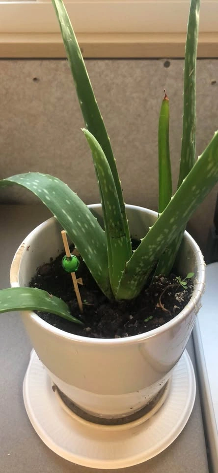 Aloe Vera Plant - photo 2