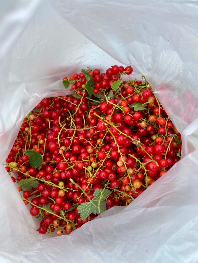 Organic fresh red currant from my garden $10 per pound