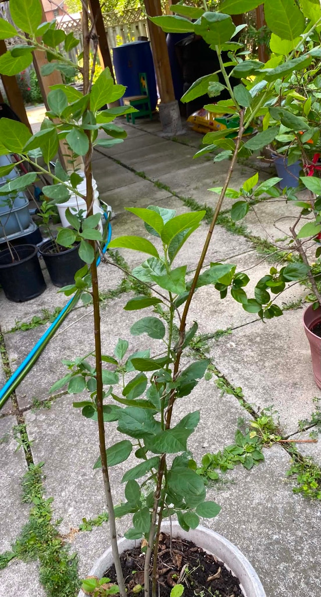 Green gage plum tree for sale