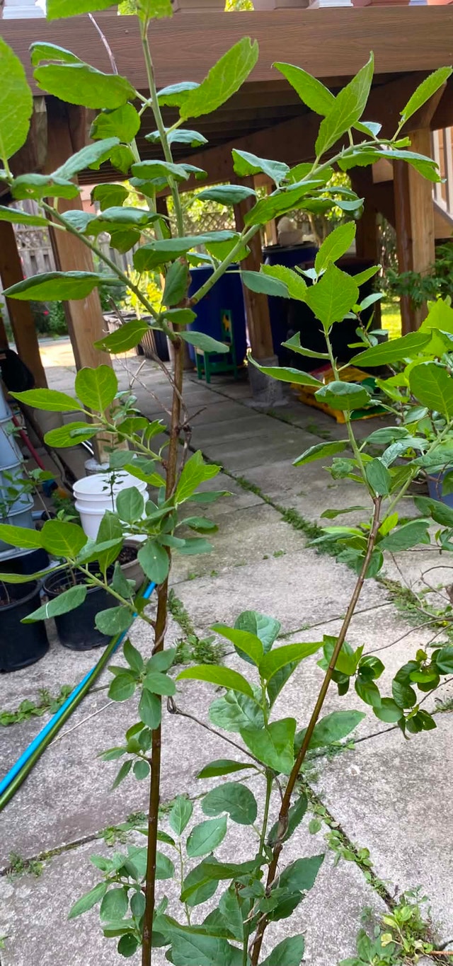 Green gage plum tree for sale - photo 2