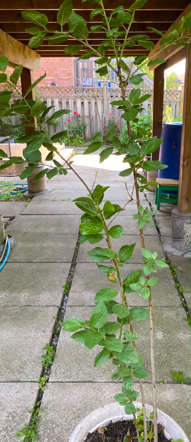 Green gage plum tree for sale - photo 3