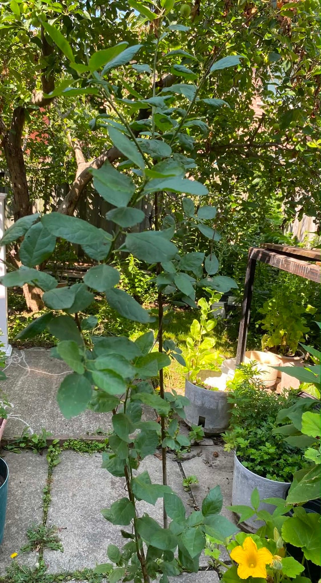 Green gage plum tree for sale - photo 4