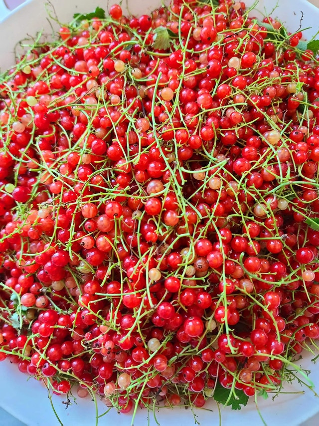 Red currant for sale $ 10 per pound.