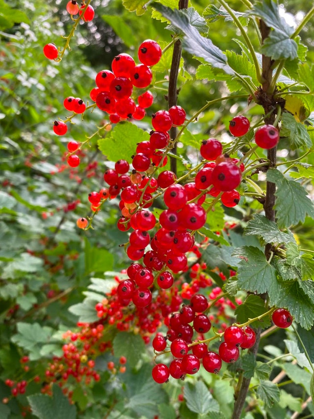 Red currant for sale $ 10 per pound. - photo 3