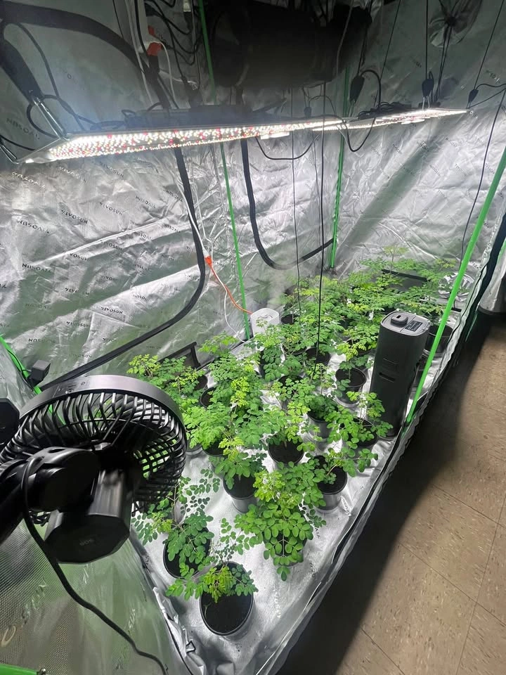 Pro Indoor Grow Bundle – 4x8 Tent + (2) SF4000 LEDs + 8” Filtrat