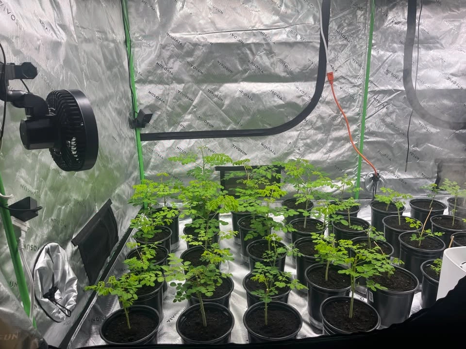 Pro Indoor Grow Bundle – 4x8 Tent + (2) SF4000 LEDs + 8” Filtrat - photo 2