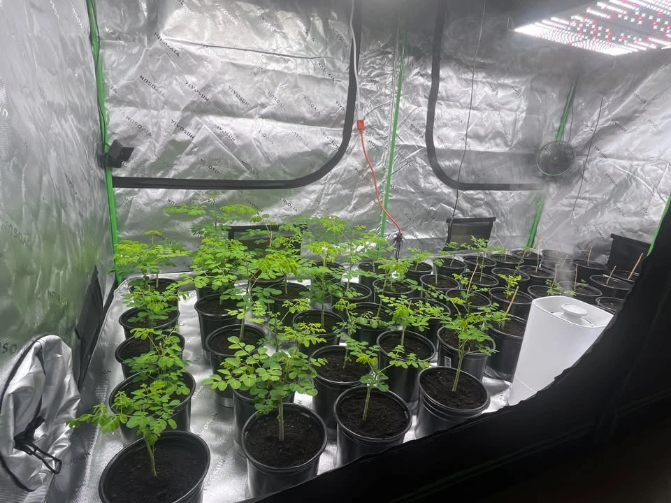 Pro Indoor Grow Bundle – 4x8 Tent + (2) SF4000 LEDs + 8” Filtrat - photo 3