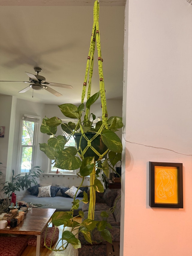 plant with pendant