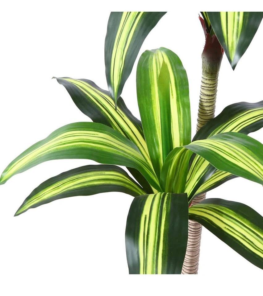 6Ft Artificial Dracaena Tree with Woven Basket - photo 5