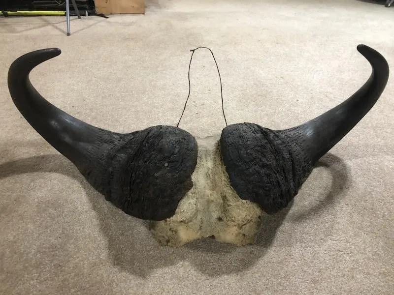 Cape Buffalo Horns image indicator(2)