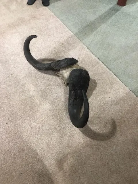 Cape Buffalo Horns image indicator(3)