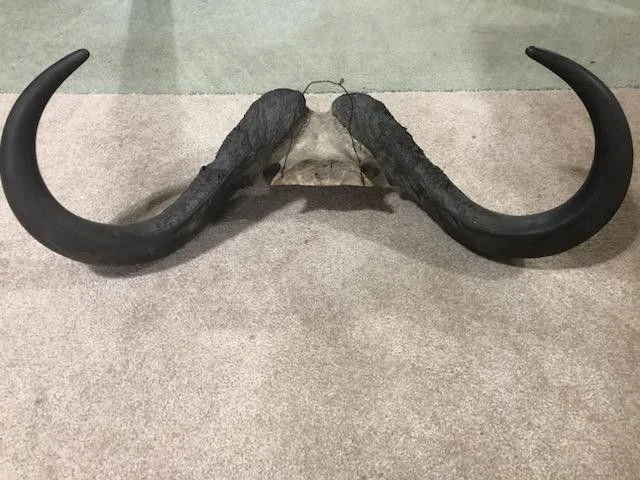 Cape Buffalo Horns image indicator(4)