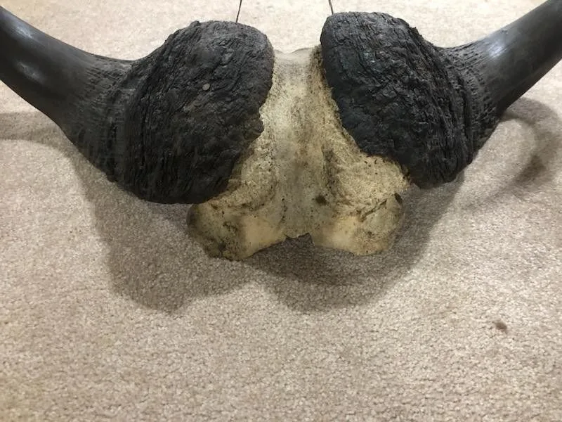 Cape Buffalo Horns image indicator(5)