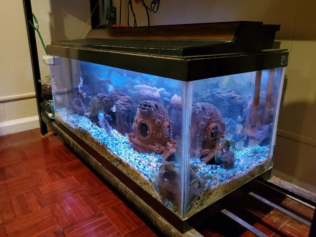 Convict Chiclid Tank image indicator(4)