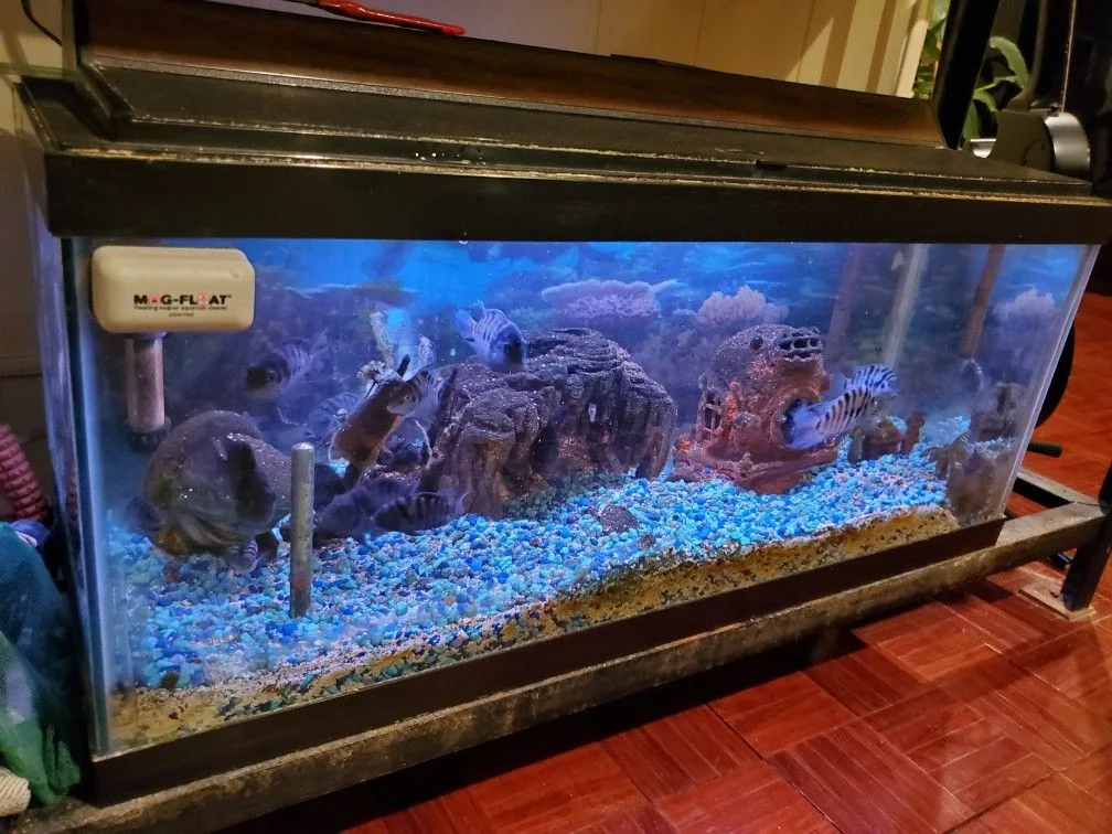 Convict Chiclid Tank image indicator(6)