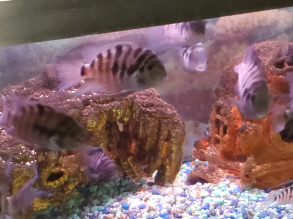 Convict Chiclid Tank image indicator(9)