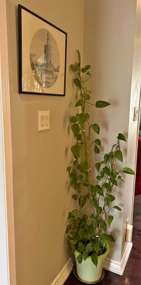 Golden Pothos Houseplant