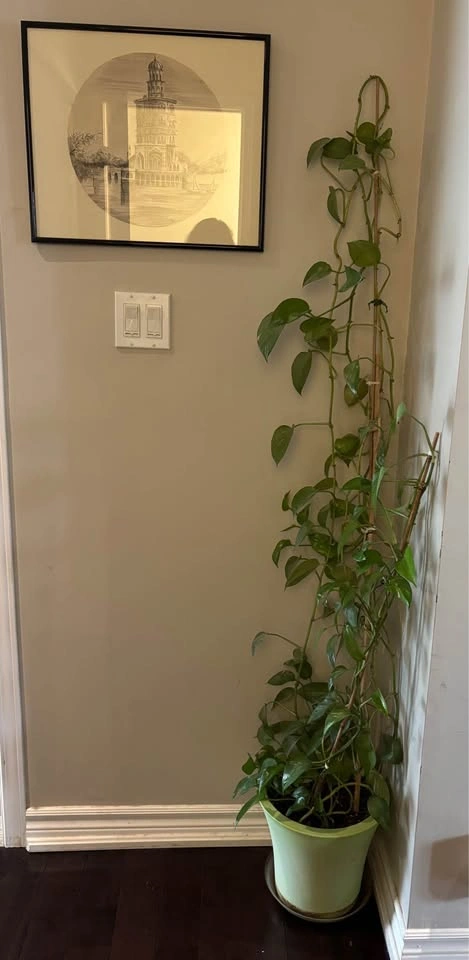Golden Pothos Houseplant - photo 2