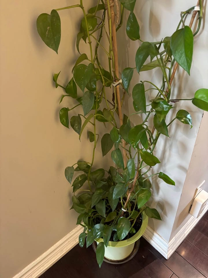 Golden Pothos Houseplant - photo 3