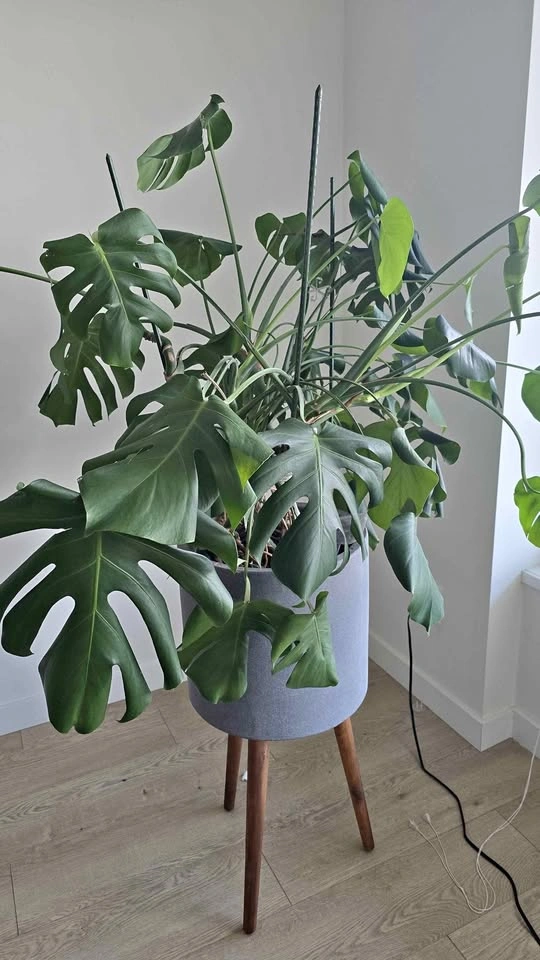 Large Monstera Deliciosa with Cement planter
