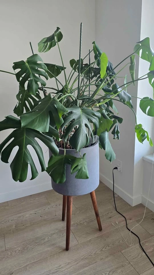 Large Monstera Deliciosa with Cement planter - photo 2