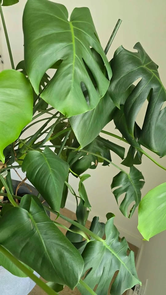Large Monstera Deliciosa with Cement planter - photo 3