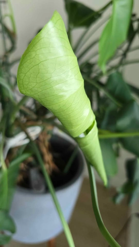 Large Monstera Deliciosa with Cement planter - photo 4