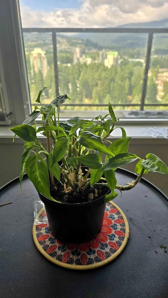 Dieffenbachia Houseplant