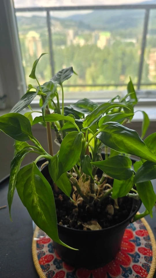 Dieffenbachia Houseplant - photo 2